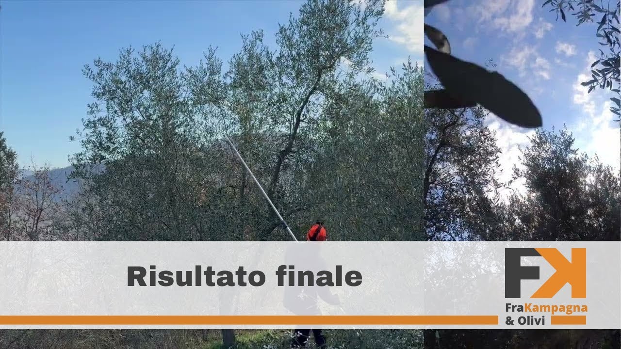 Potatura olivo, come gestire le branche parte 2