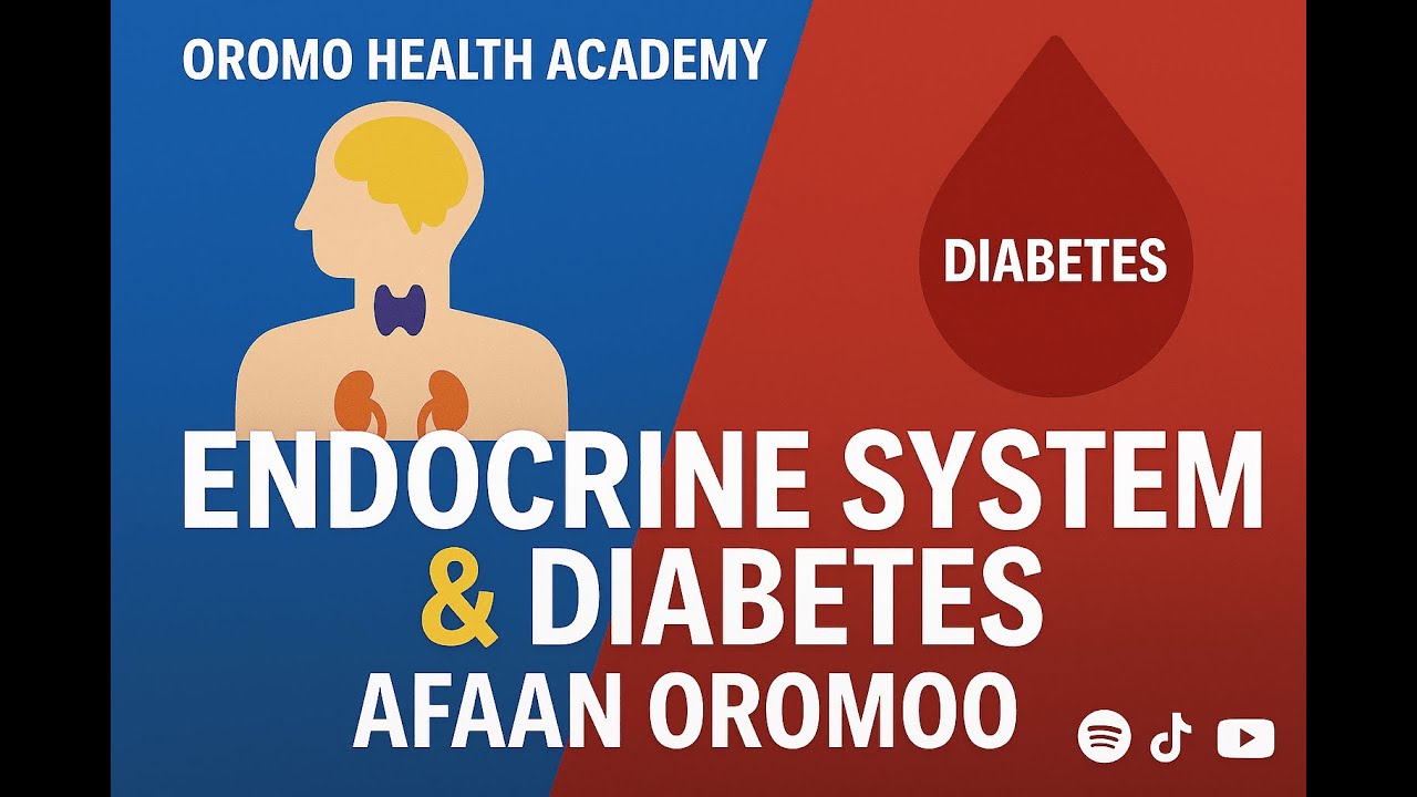 Endocrine System & Diabetes Full Guide | Afaan Oromoo