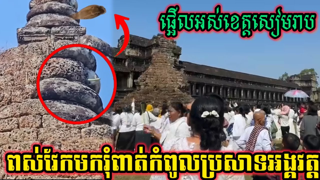 អភូតហេតុចំណែកផ្អើលអស់ខេត្តសៀមរាបរត់មកមើលពស់វែករុំពាត់កំពូលប្រសាទអង្គវត្ត…