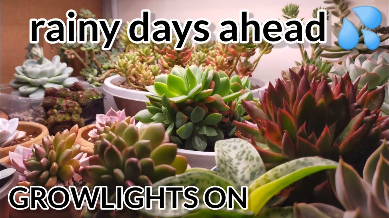 Mars Hydro Grow Journal TS 1000 || Succulents under Growlights sa Tag-ulan 🇵🇭 #marshydrosp6500