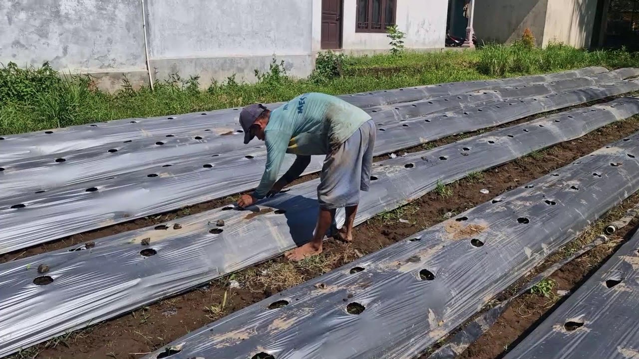 WATCH THIS GLOVELESS CUCUMBER PLANTING METHOD IN ACTION! - Agriculture Gardening