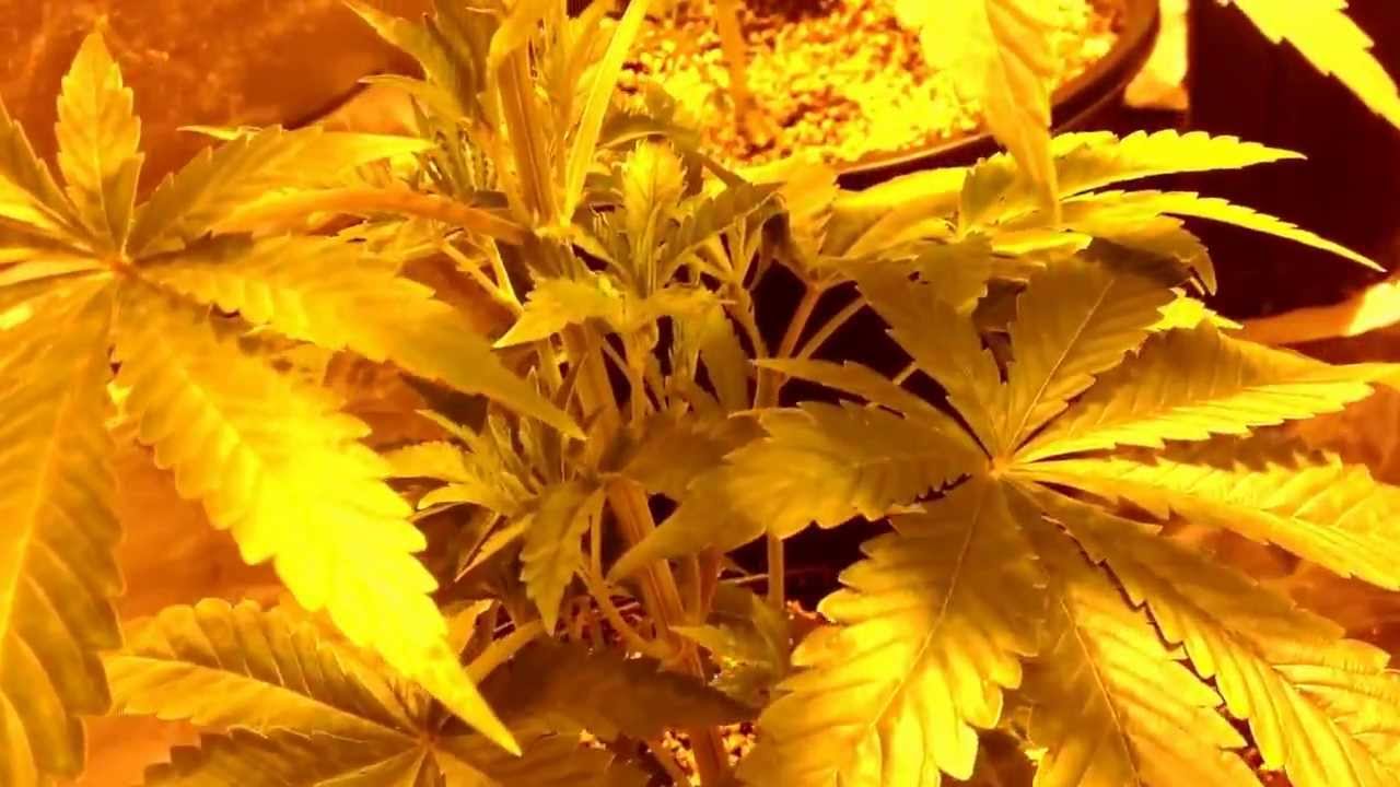 Rockstar kush Med-Man Seeds