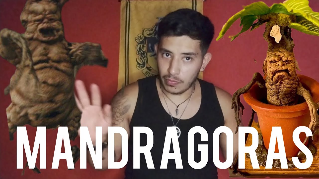 Mandragoras plantas mágicas?