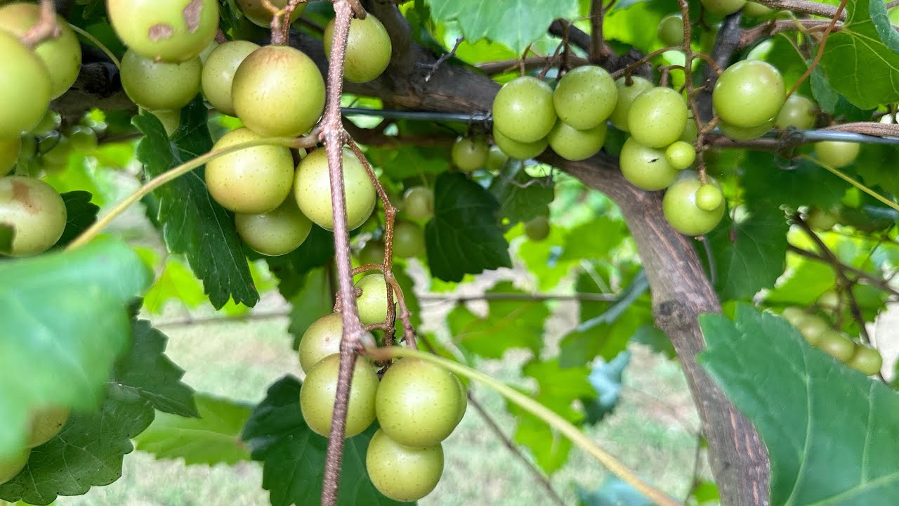 Muscadine Crop Load Vineyard Tour July 2025