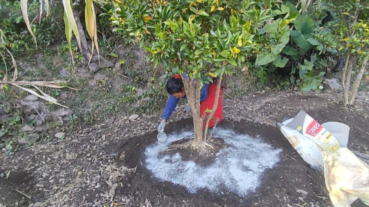 सुन्तलामा मल हाल्ने तरिका।method to manure for orange tree.