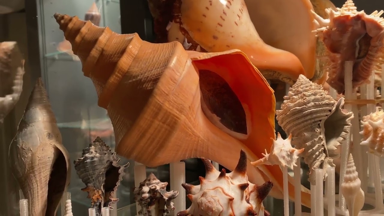 My Turbinellidae seashell collection
