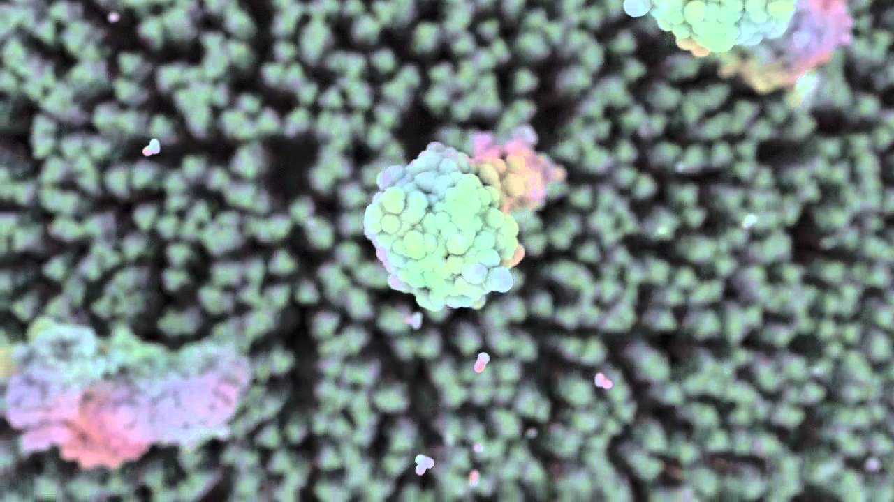 IL 1 signaling pathway HD