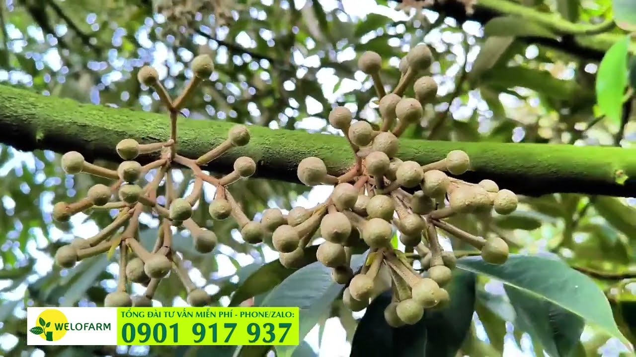 L&agrave;m b&ocirc;ng sầu ri&ecirc;ng Ri6? Tại sao kh&ocirc;ng ra b&ocirc;ng?