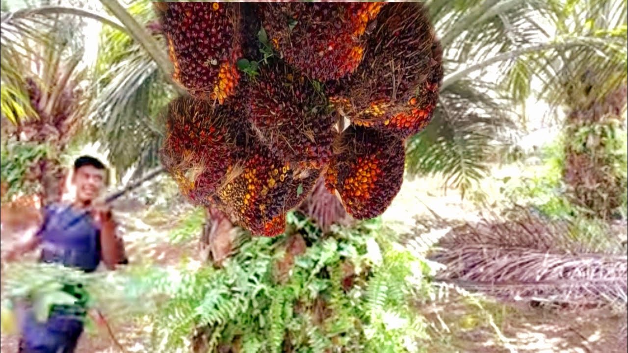 INILAH CARA MEMANEN BUAH SAWIT UNGGUL