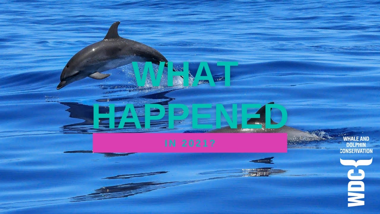 What did WDC, Whale and Dolphin Conservation achieve in 2021?