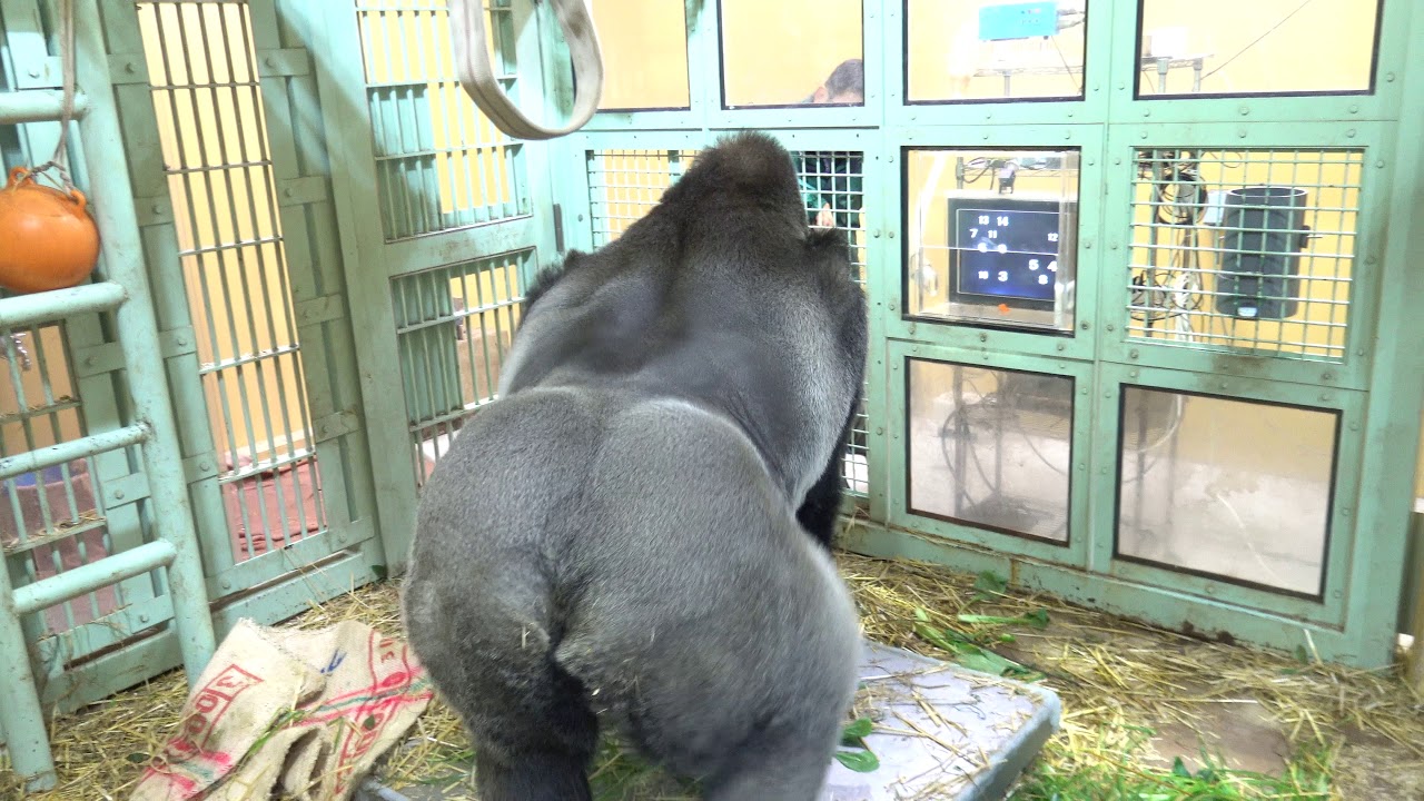 Gorilla Momotarou Gentaro study time. ゴリラ モモタロウ、ゲンタロウのお勉強 京都市 動物園
