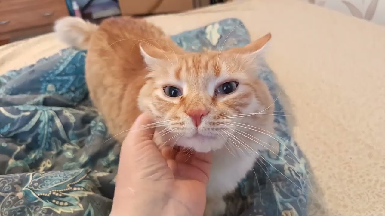 Мягкие штанишки, розовый носик, Чудо Котик🤗😘❤
