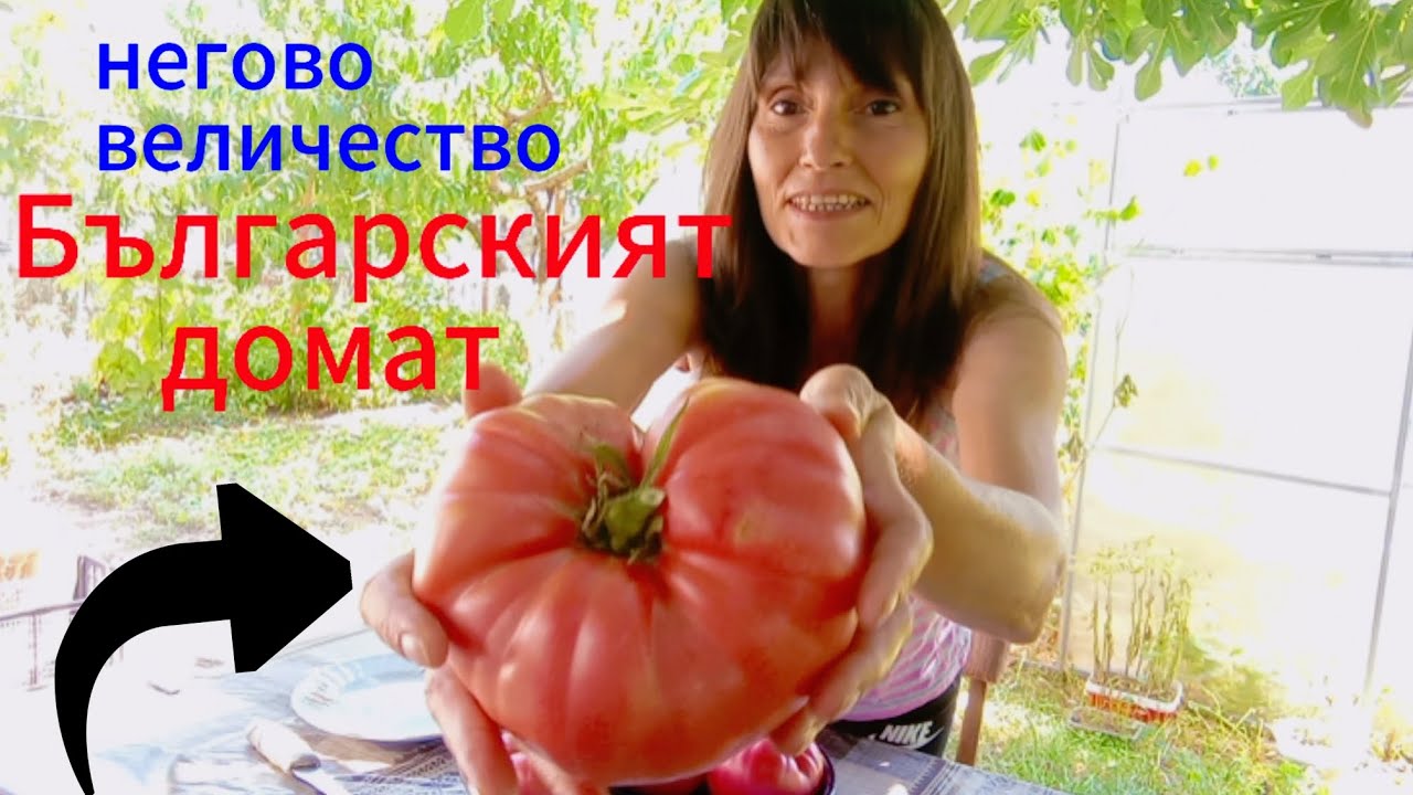 Стар български сорт розов домат🇧🇬