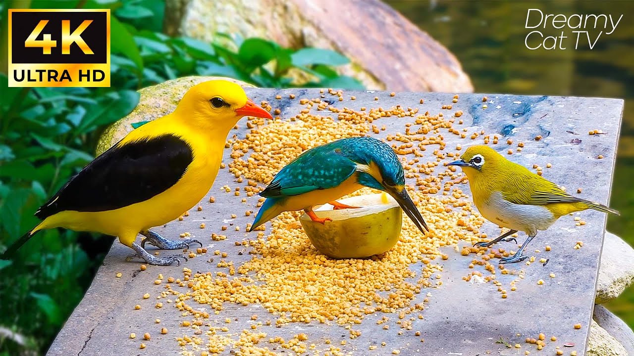 Cat TV Birds for Cats 😻 Ultimate Bird TV for Cats 🐦Fun & Relaxation 📺 Cat Entertainment All Day Long