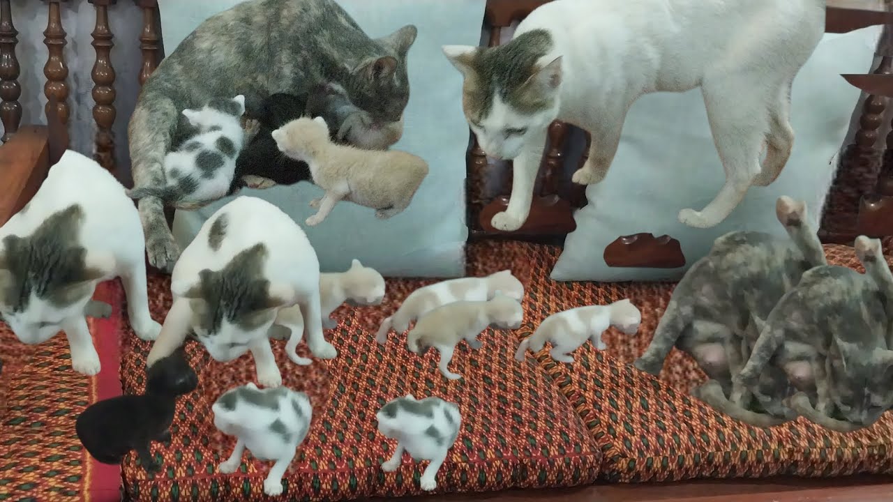 Adorable family cats with cute kittens.😻🥰