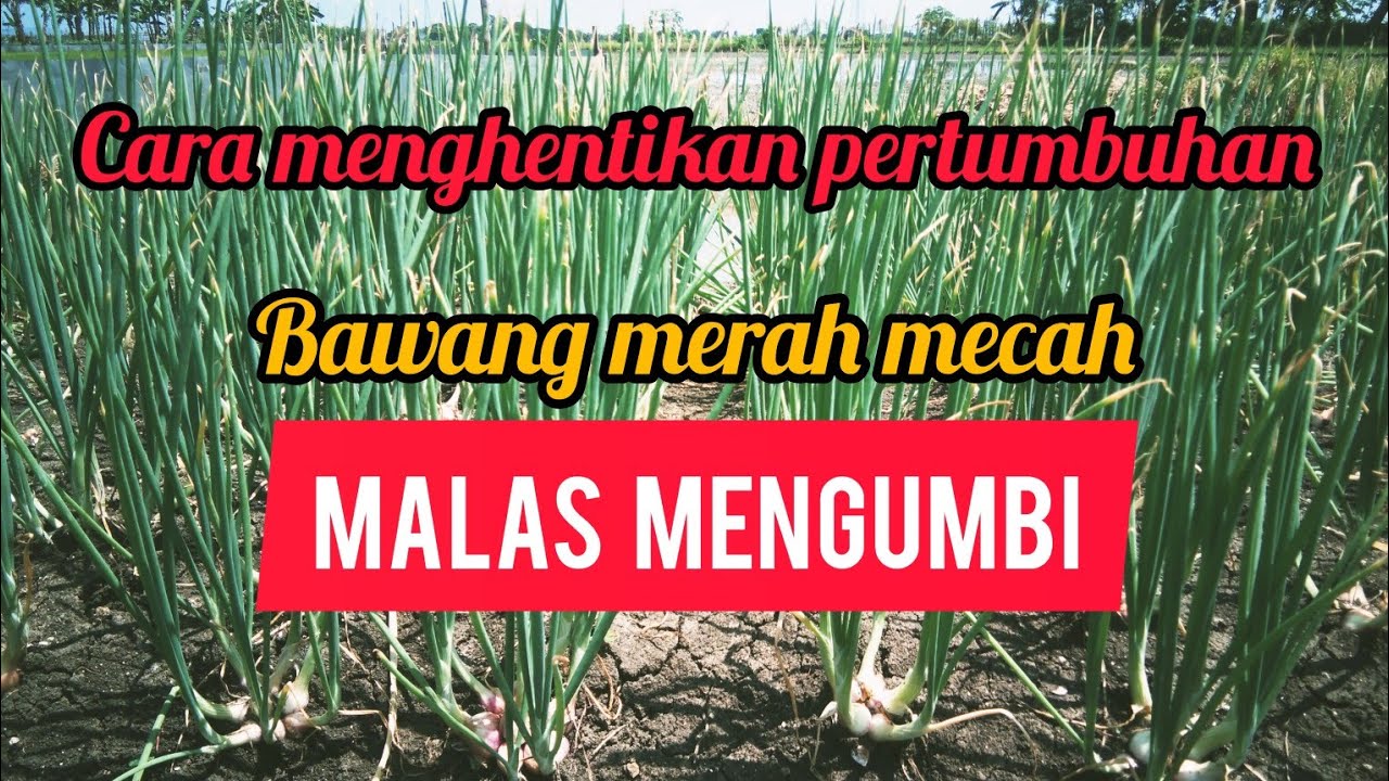 TANAMAN BAWANG MERAH MALAS NGUMBI