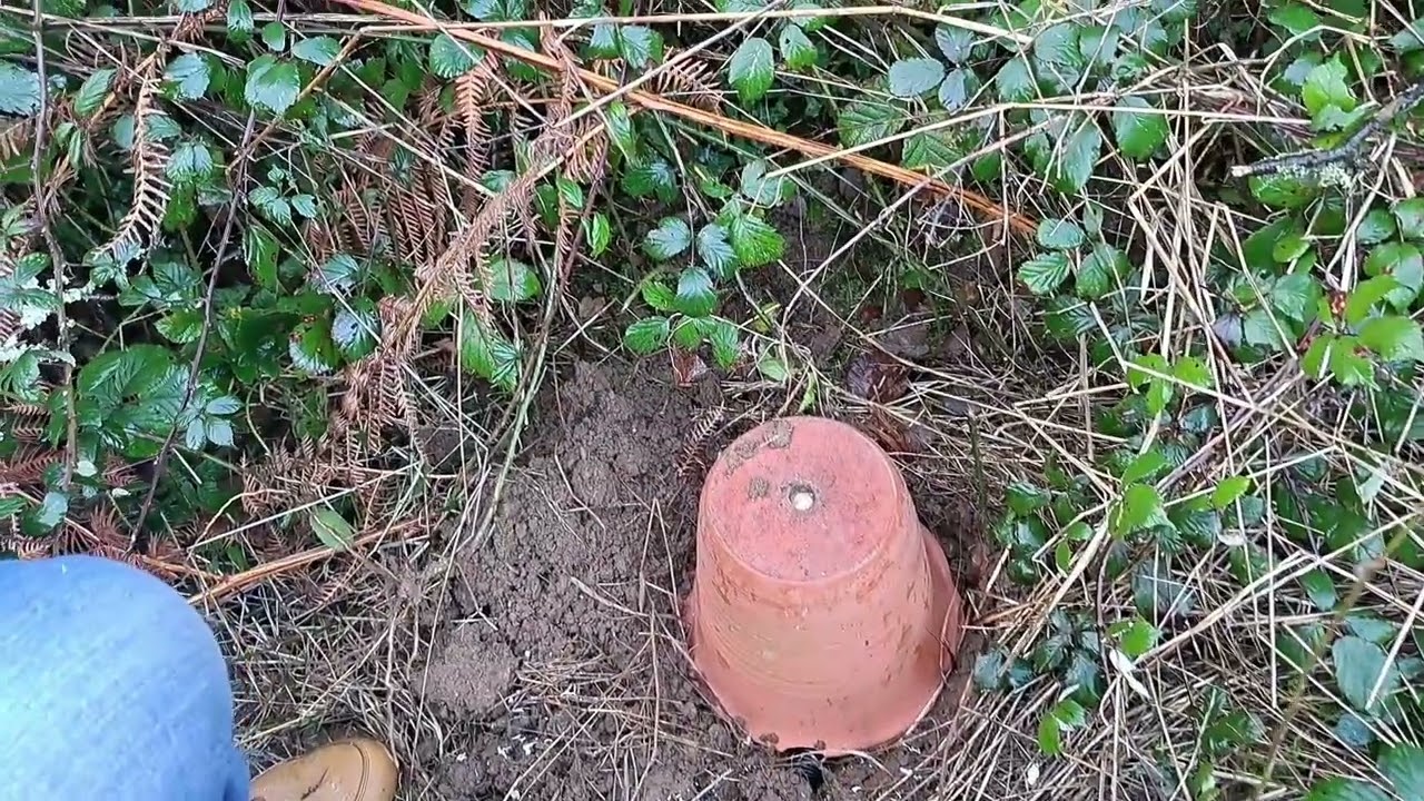 The 