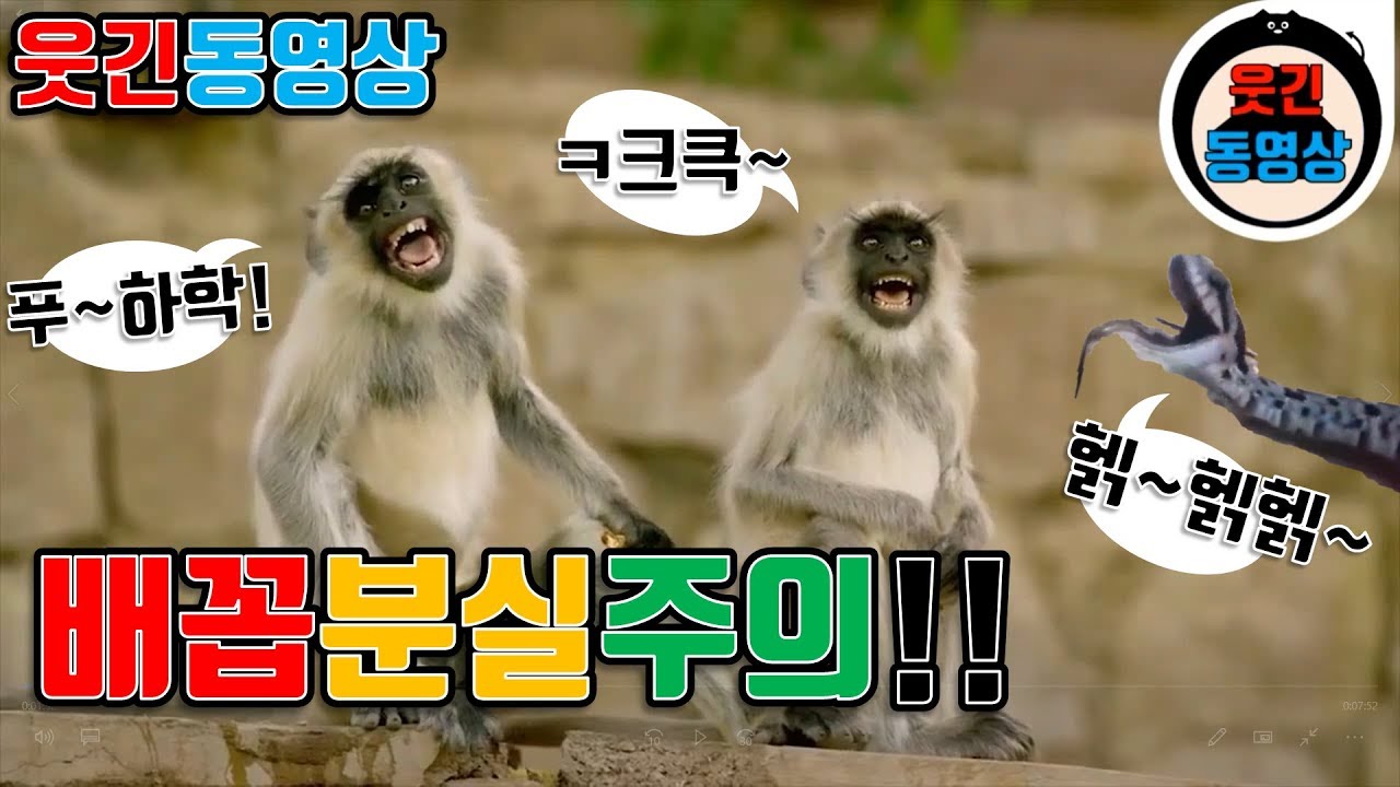 둘이 웃다가 하나 죽어도 모르는 영상들ㅋㅋㅋ_웃긴동영상06