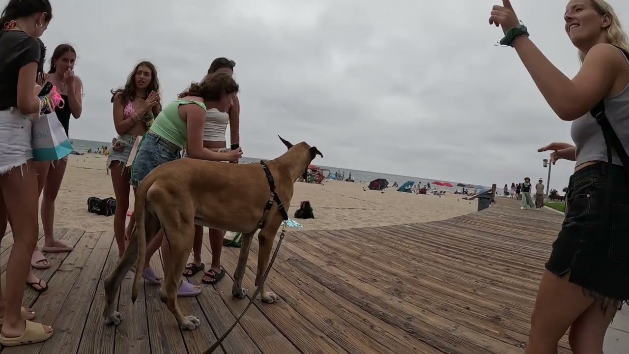 Cash 2.0 Great Dane at Laguna Beach 15