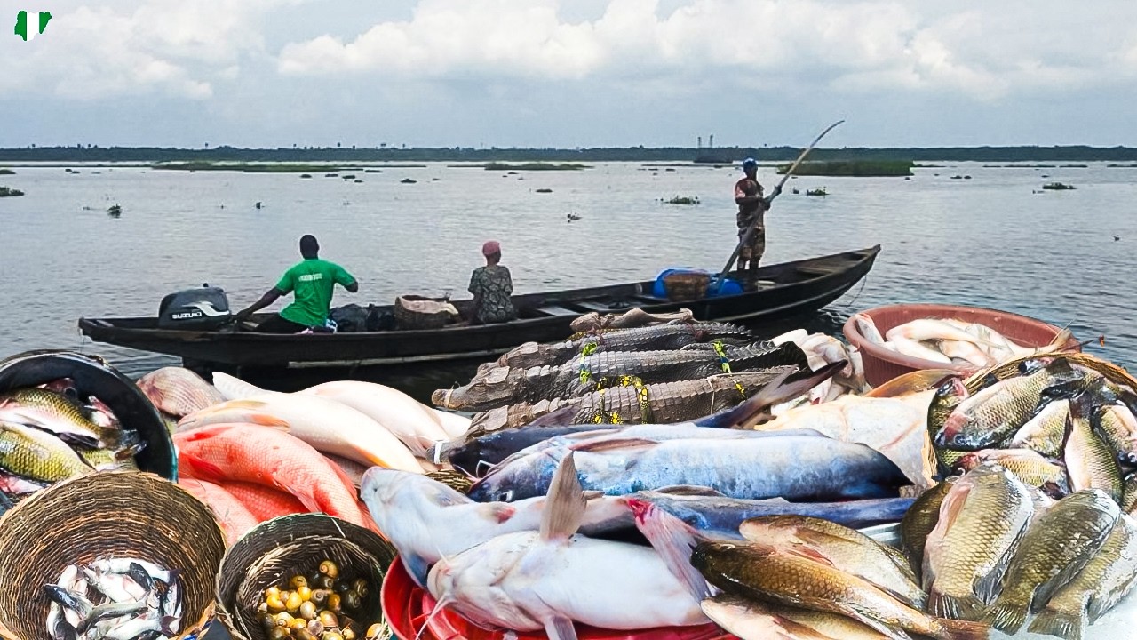 Exploring Oluwo Seafood Market Epe Lagos. Fresh Fish, Crabs, Bushmeat & More!