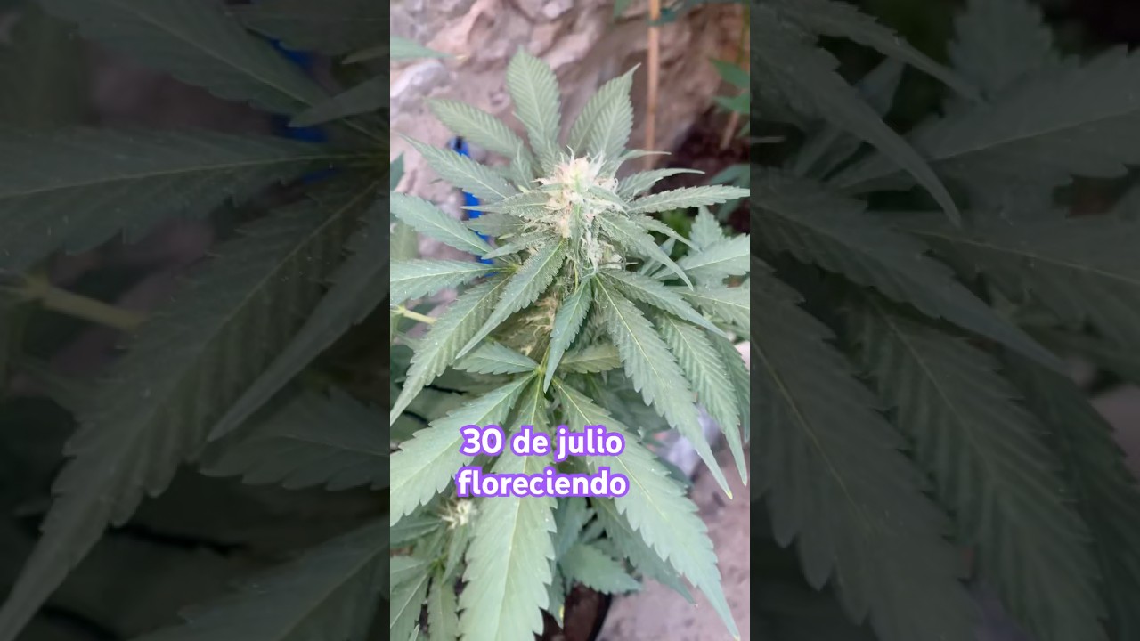 solo dar&eacute; un riego con pk alto y comenzamos el lavado de ra&iacute;ces . No le quedan mas de 3 semanas