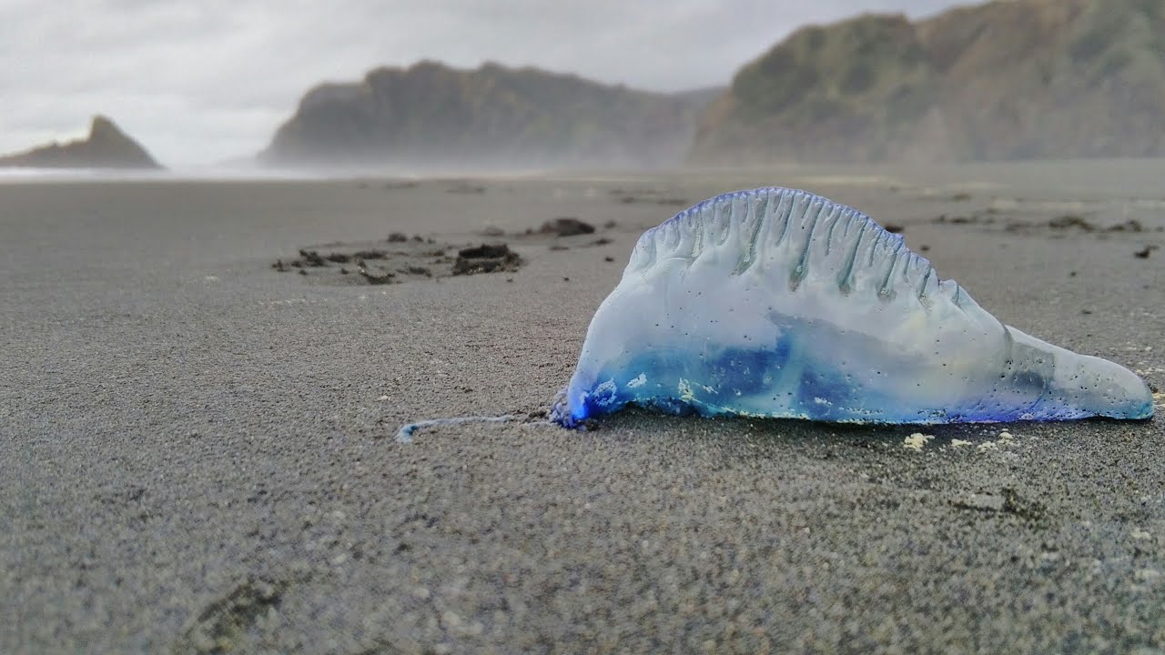 Walk: Pararaha valley with seals and blue bottles, Karekare (Waitakere Ranges).