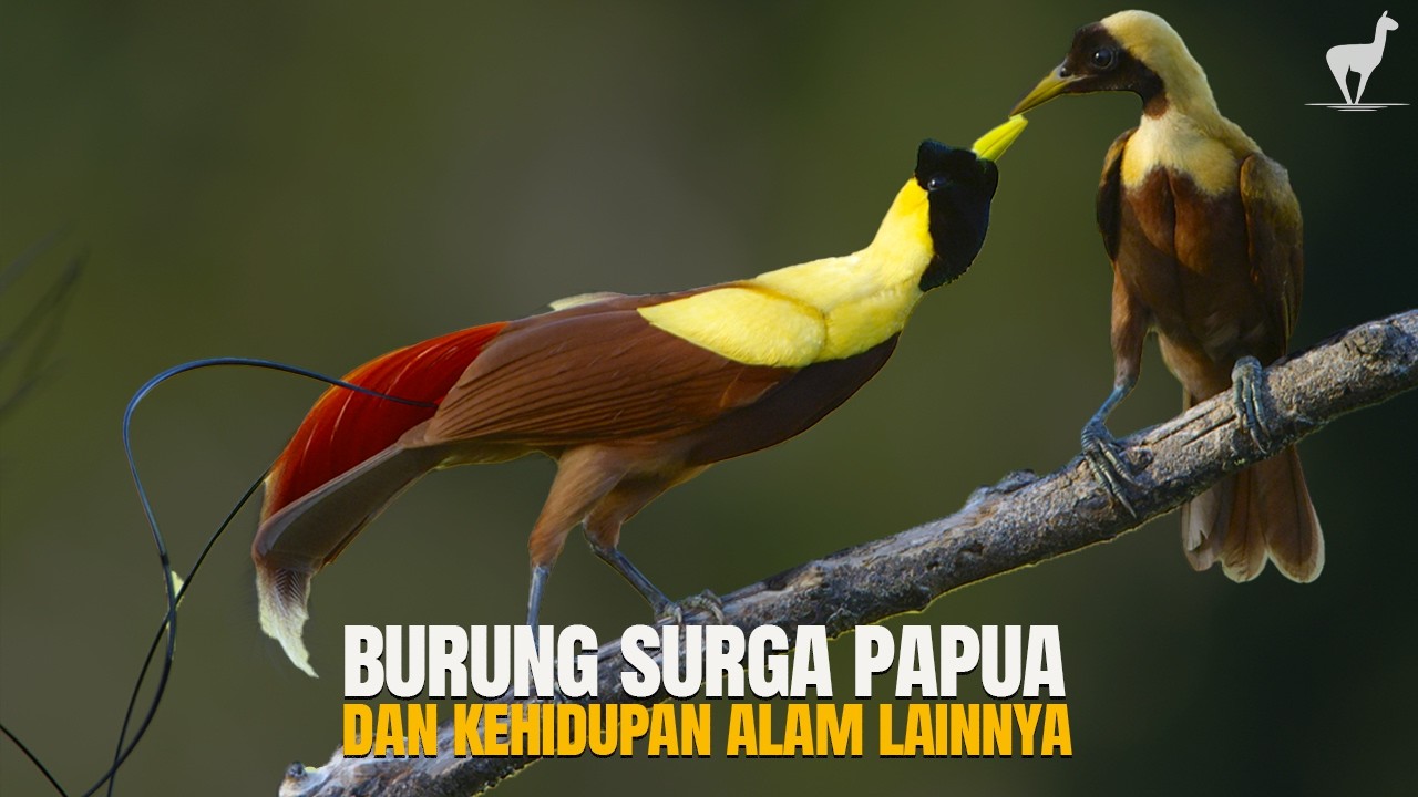 Papua: Rumah Burung Surga dan Kehidupan Alam Lainnya #temantidur #temansahur