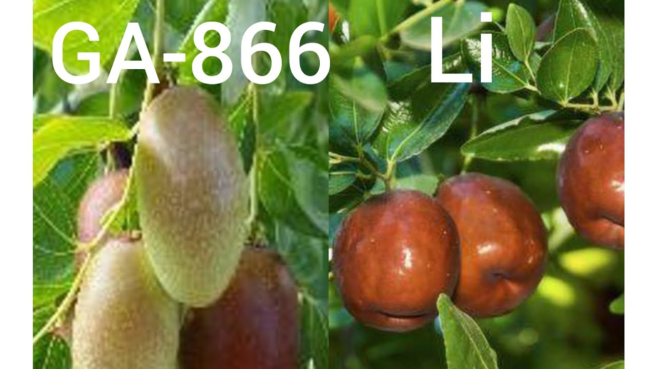 Taste Testing a GA-866 Jujube vs. Li Jujube.