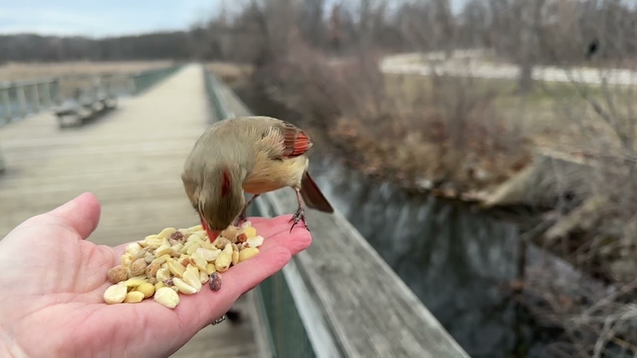 Hand-feeding Birds in Slow Mo - Northern Cardinal