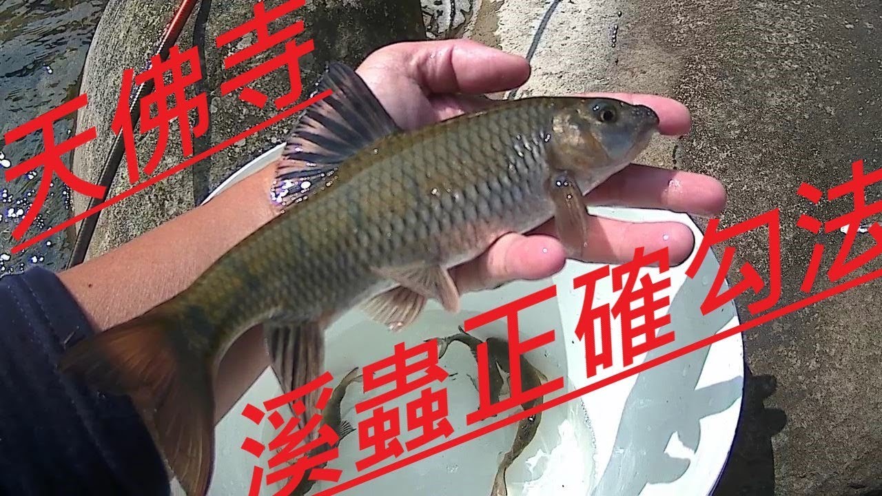 2019 1 25 三峽河天佛寺 教你如何勾溪蟲釣大魚 [內附封溪範圍介紹]