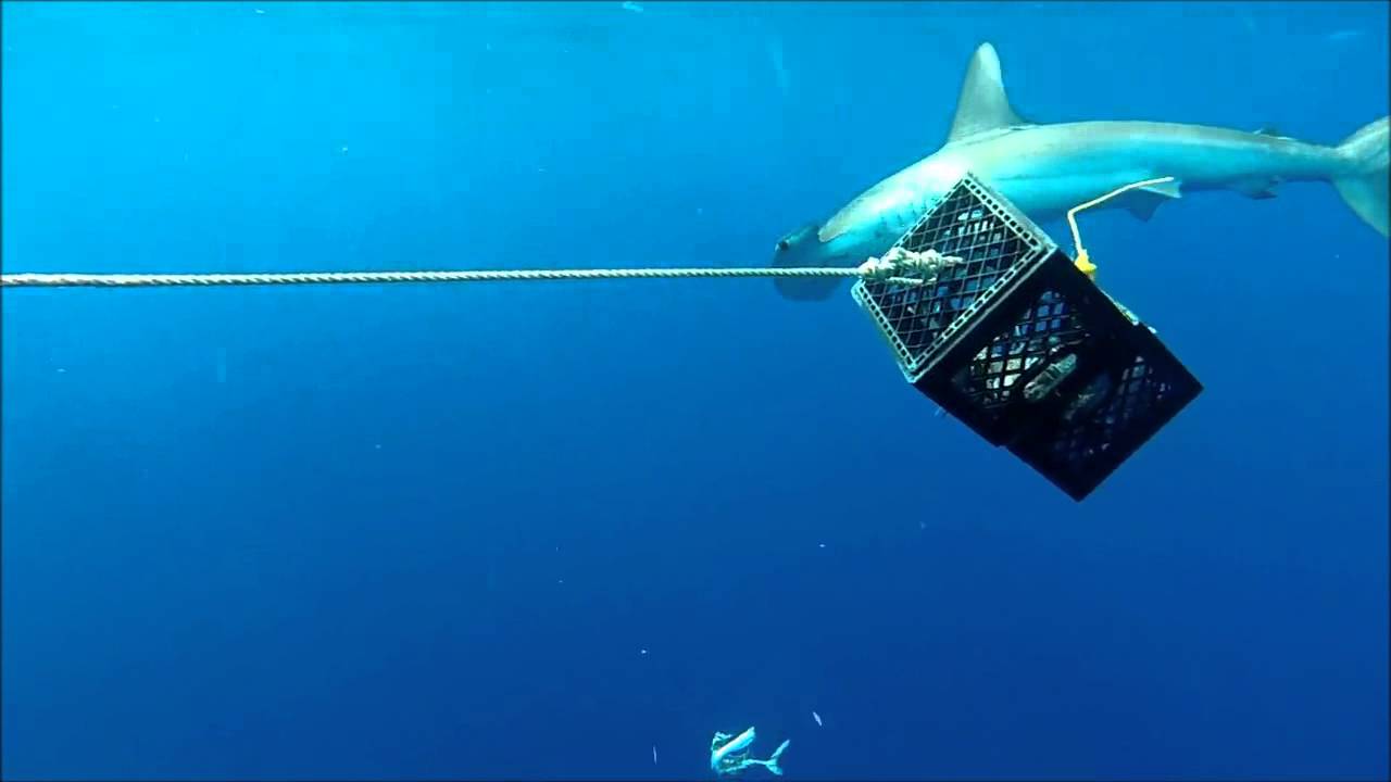 Rare Smooth Hammerhead Shark in Florida