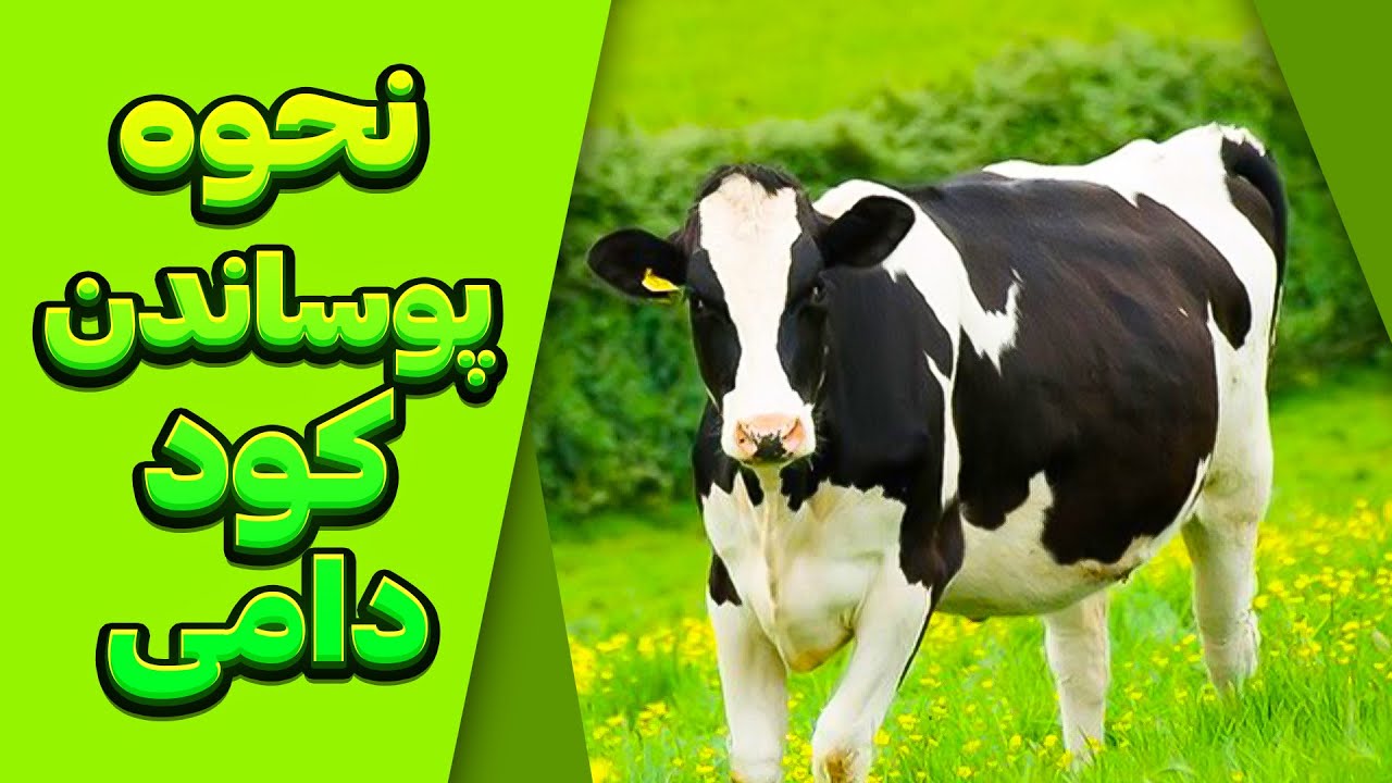بهترین روش پوساندن کود دامی  🐄روش های پوساندن کود دامی 🐄 دلایل استقاده از کود دامی