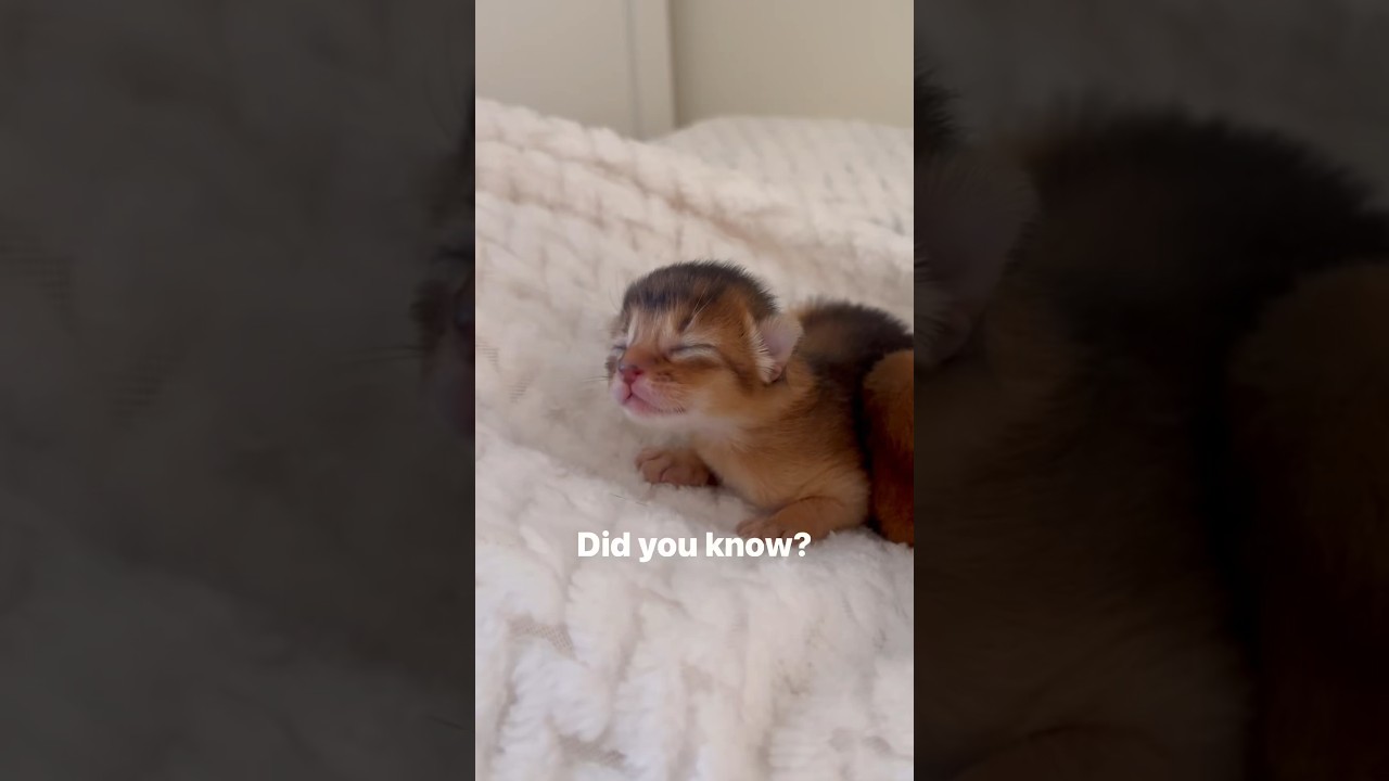 Kitten fact 😱 Baby Abyssinian kittens opening their eyes ❤️ #abyssinian #kitten #shorts