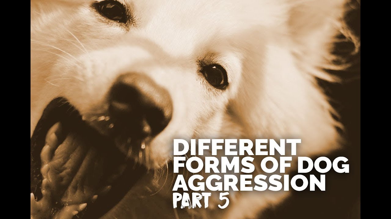 Michael Ellis on the Different Forms of Dog Aggression - Part 5