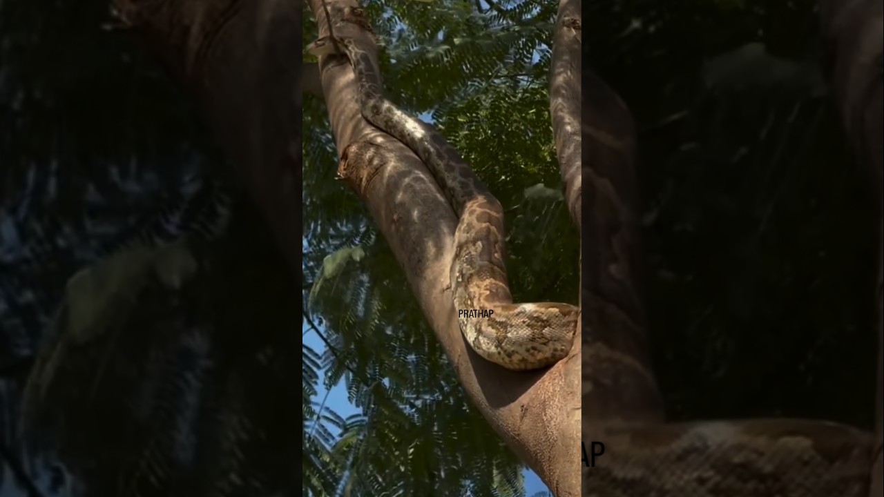 18-Foot Giant Python on a Tree | Rare Wildlife Discovery#photography #nature #wildlife#Python #snake