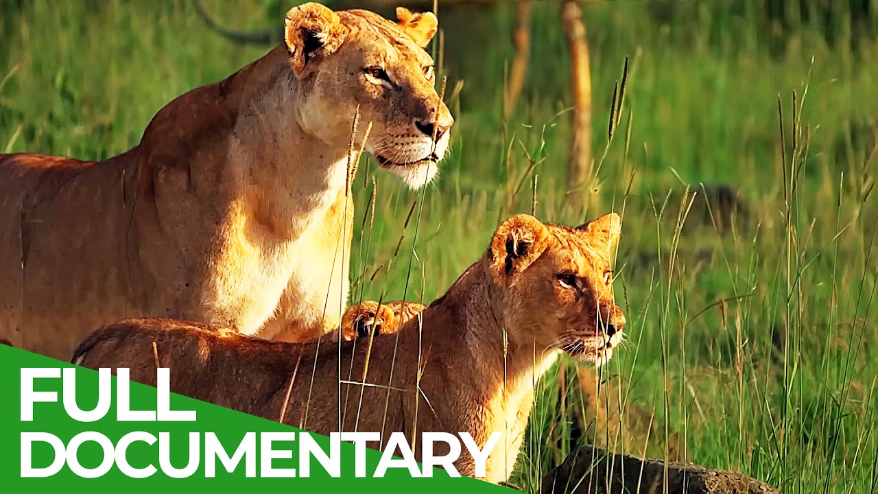 Heroines of the Savannah - Female Leadership in the Wild | Free Documentary Nature