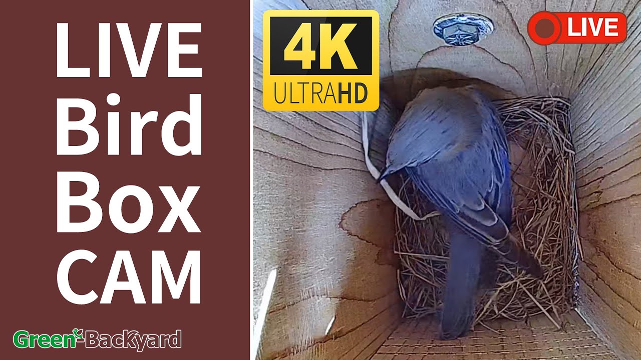Live - 4K Bird Box Camera