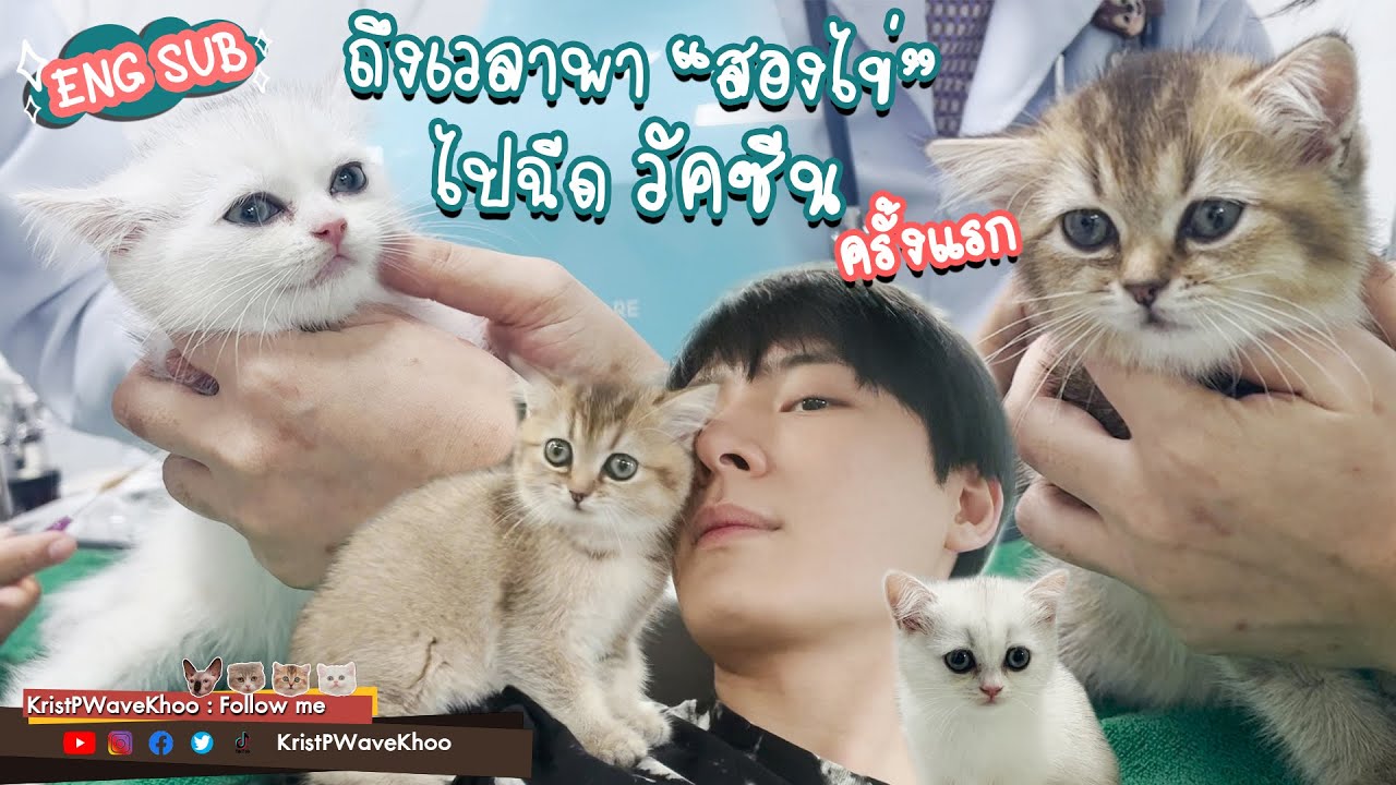 EP. 7 พาแมว 