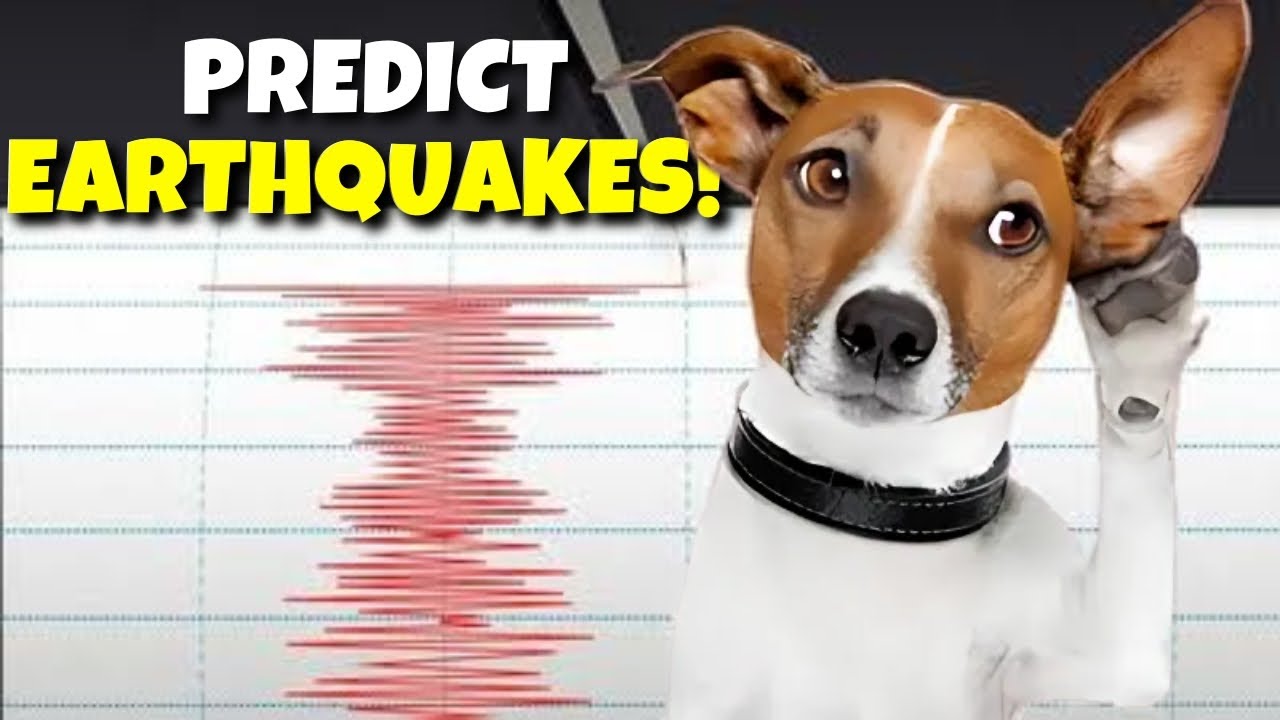 Can Animals Predict Earthquakes?