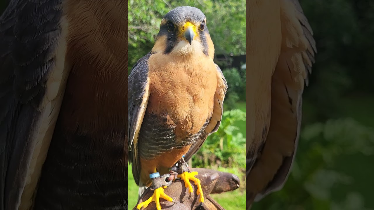 APLOMADO FALCON