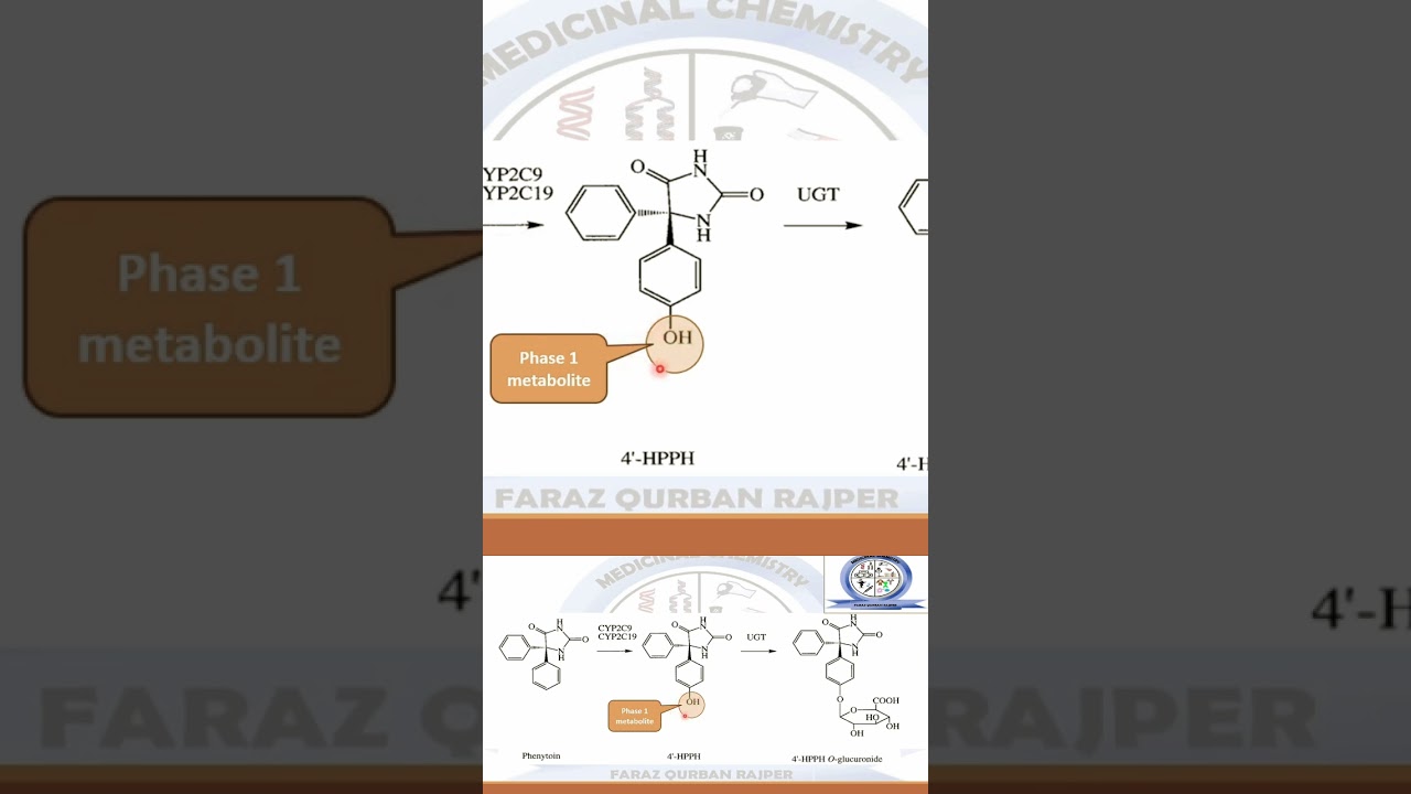 Phase 2 Metabolism Glucuronidation Reaction by UGT Enzyme | Drug Eliminition