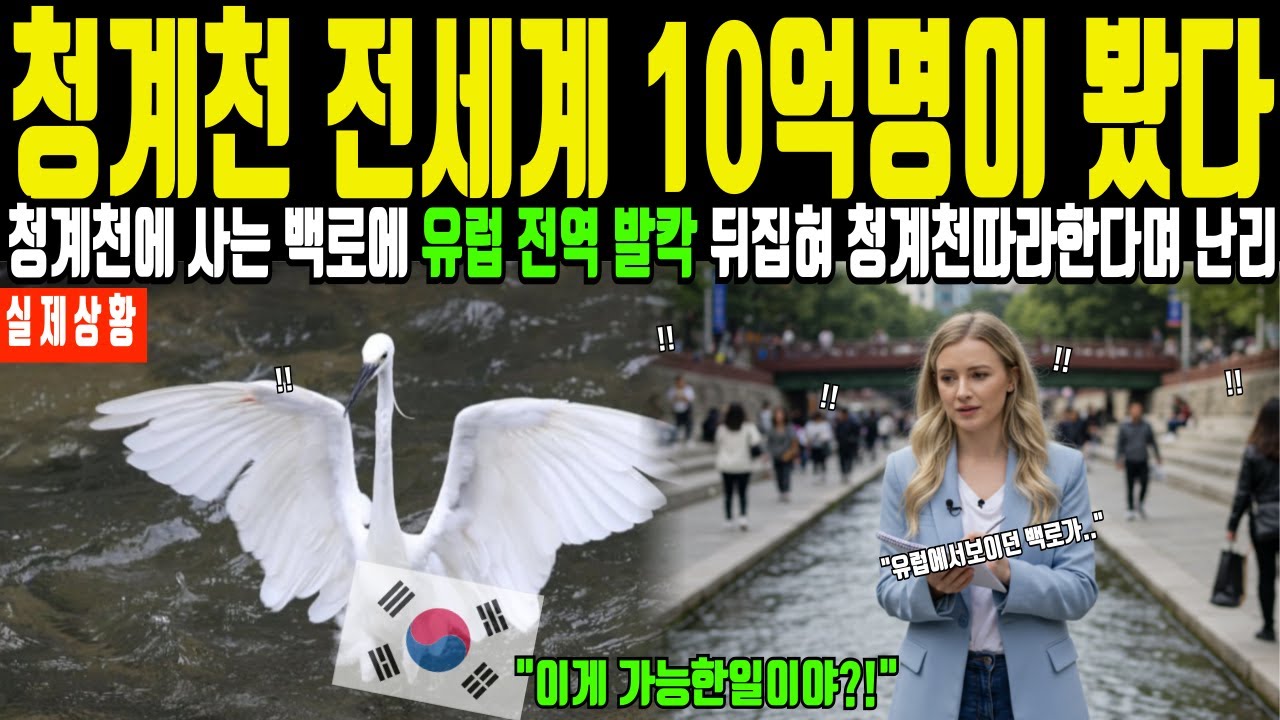 세계 교과서가 된 청계천! 서울 청계천 백로 다큐멘터리로 전세계 전문가들이 놀란 이유 충격 [해외감동사연]