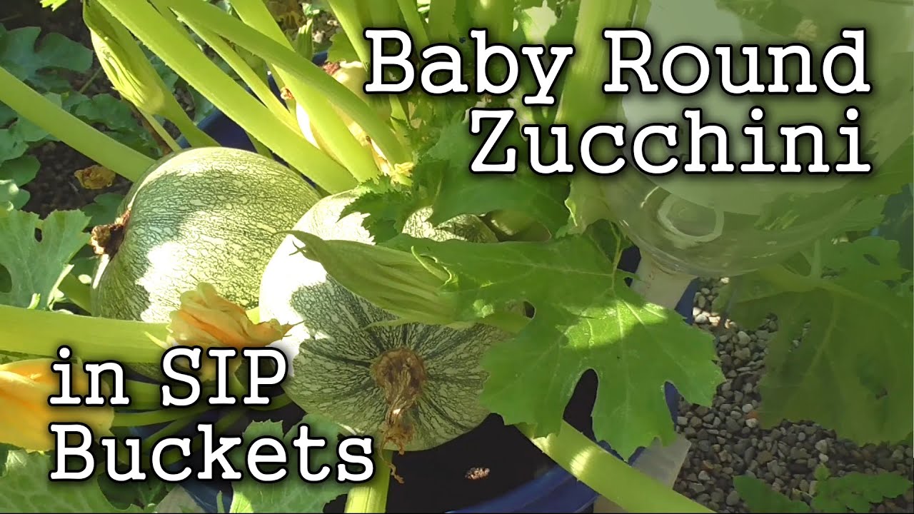 Baby Round Zucchini: Grown in 5 Gallon Self Watering Buckets (SIP)