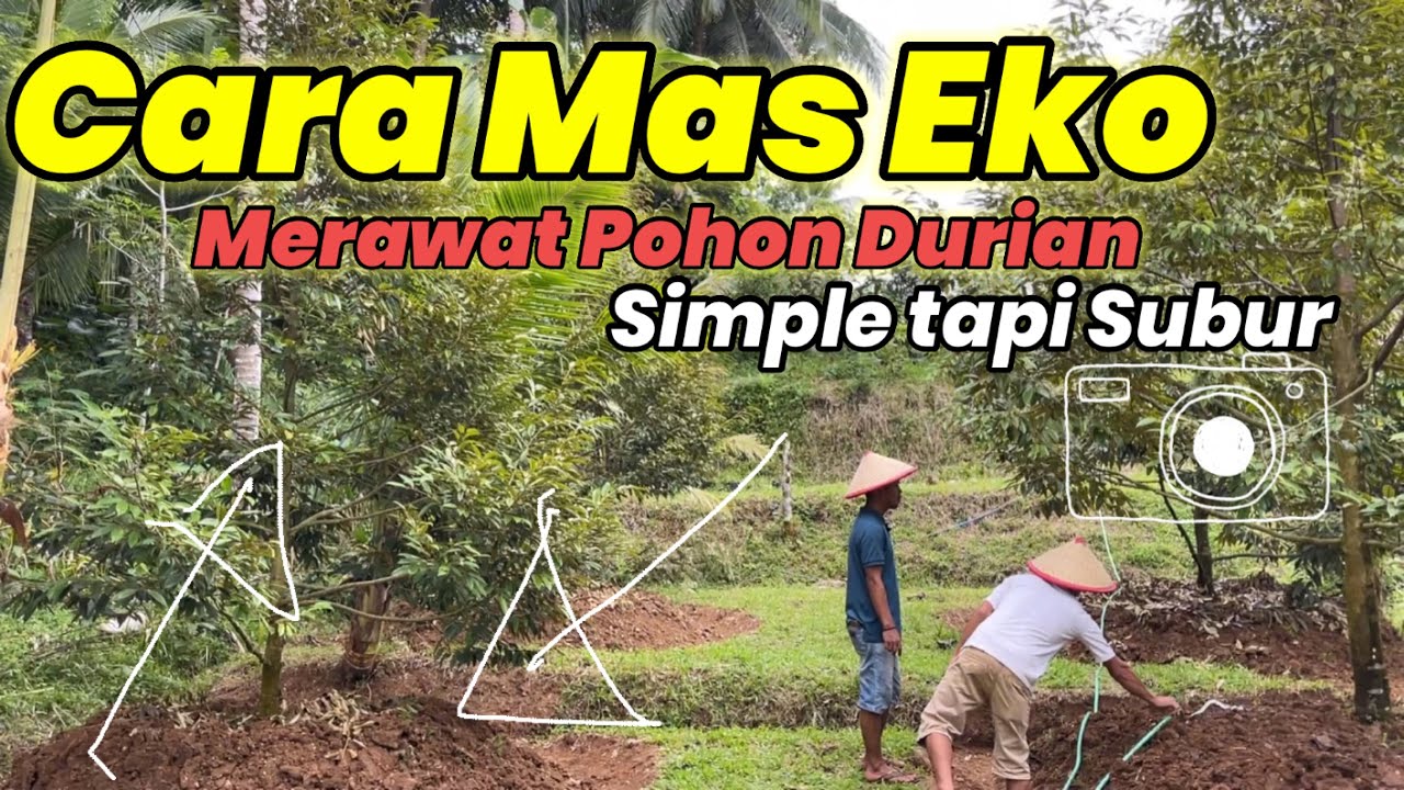 Mas Eko,Pedagang dan Petani Durian Dari Banyumas,Begini Cara Dia Merawat Durian