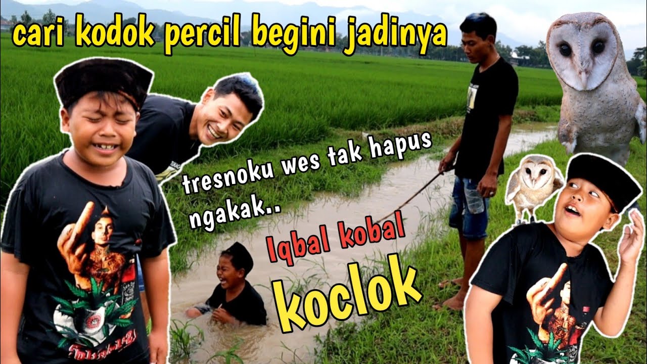 Cari percil buat makan burung hantu Iqbal kobal kocak