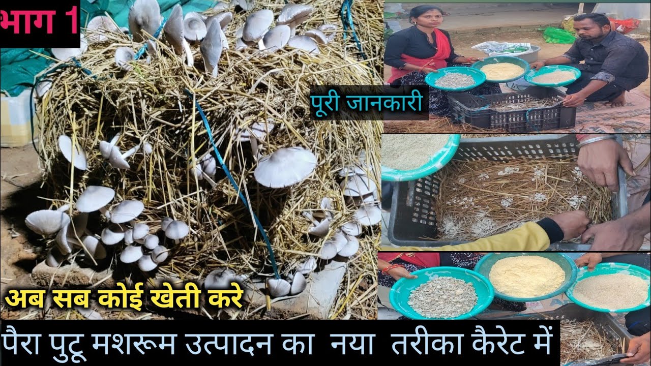 Paira putu mushroom forming | keret me paira mushroom utpadan, paira mushroom ki kheti, पैरा मशरूम