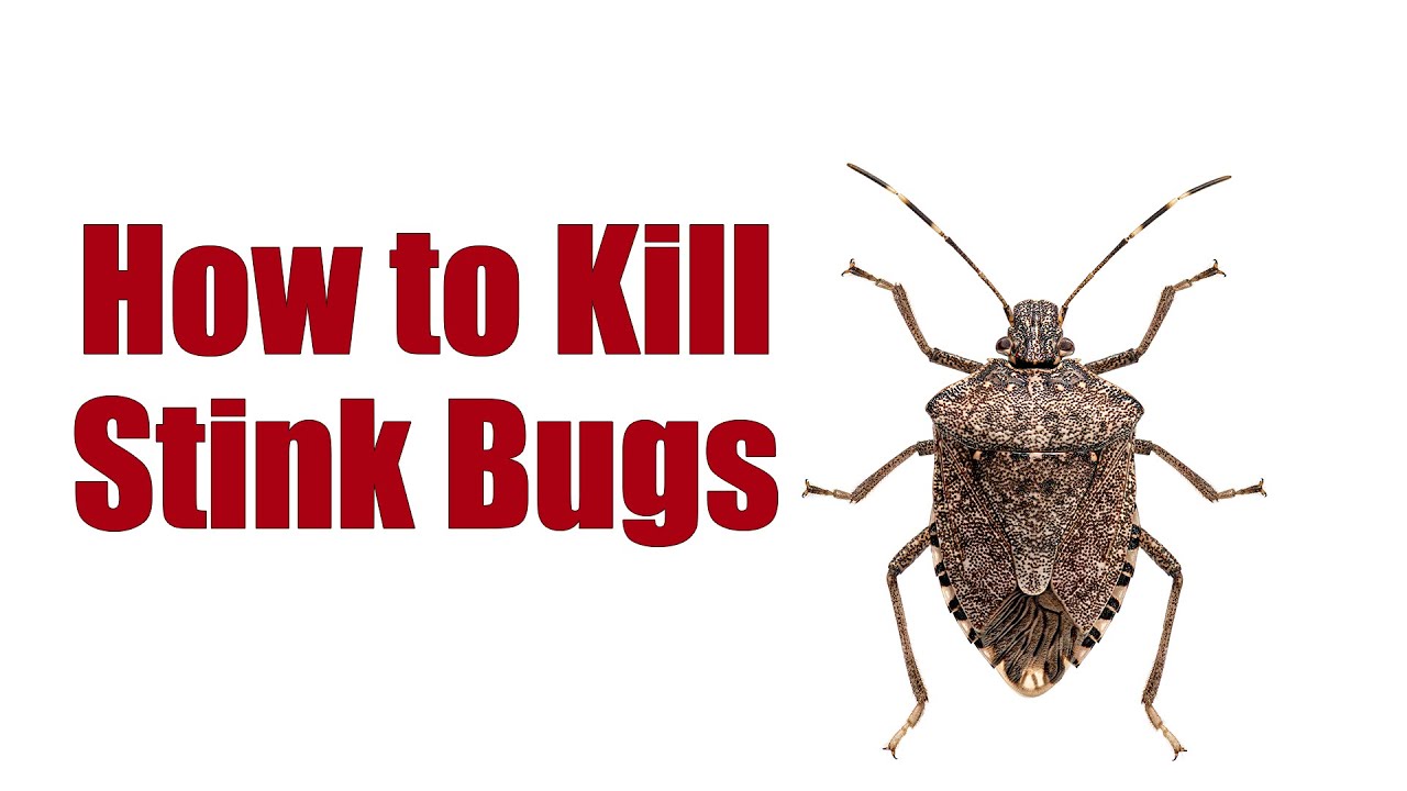How to Kill Stink Bugs