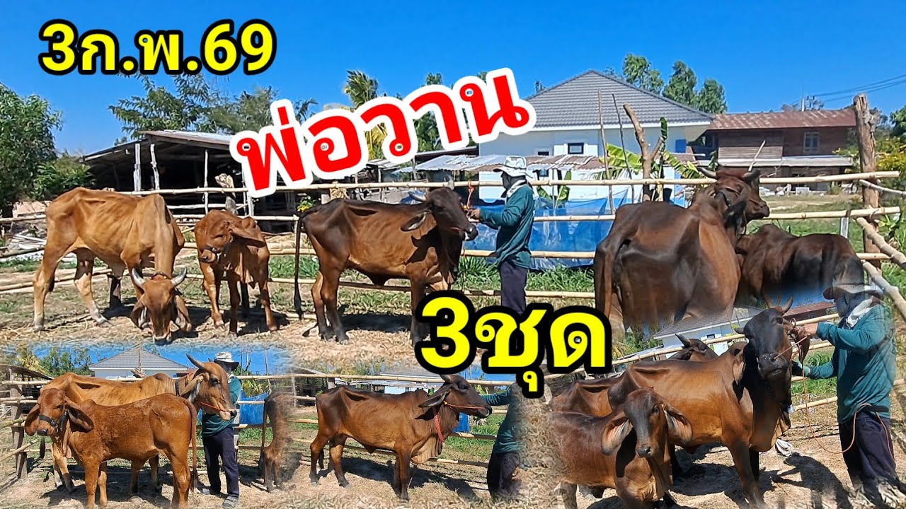 พ่อวาน 064-198-9226 บ.หนองแสง อ.ปทุมราชวงศา จ.อำนาจเจริญ/3ก.พ.69