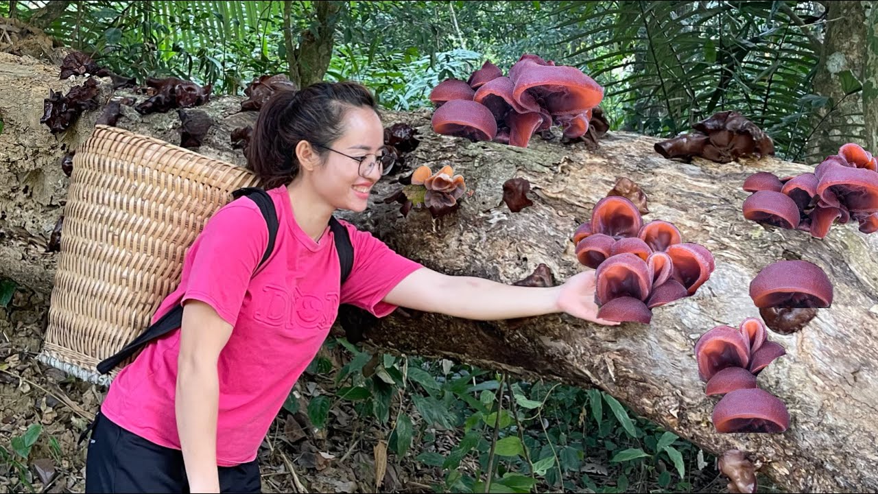 Harvesting MOC NHI mushrooms to preserve over winter and cook