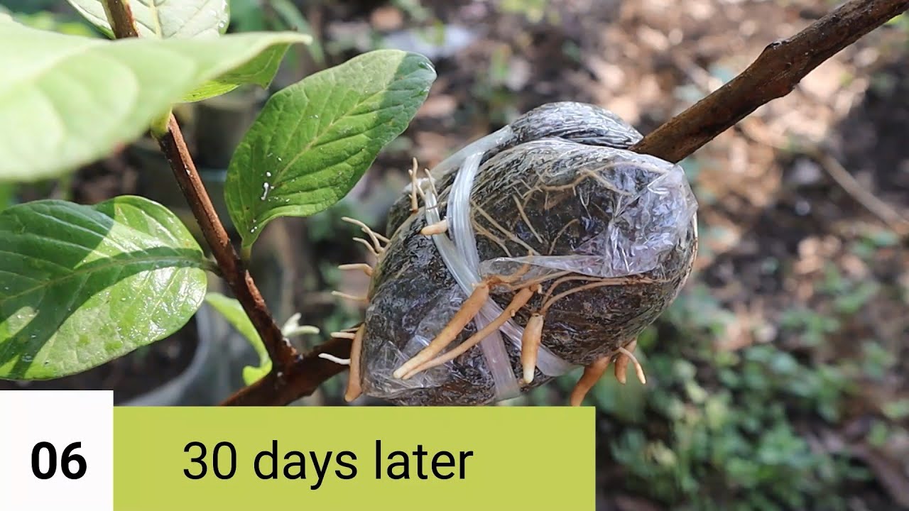 How to Air layer a Guava Tree: A Step-by-Step Guide